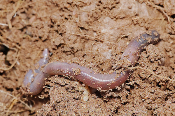 Les lombrics s’alimentent la nuit à la surface du sol et s’enfouissent le jour dans les profondeurs de la terre jusqu’à trois mètres © Wikipédia